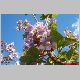 paulownia-2 17.5.01.jpg